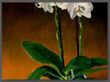 La grande orchidée, huile sur toile, 48x60