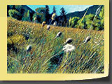 Carottes sauvages, pastel 40x30