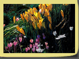 Crocus et cyclamens, pastel 30x40