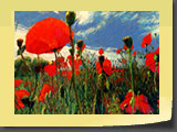 Les derniers coquelicots  - Pastel 40x30
