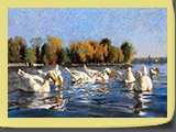 Les oies du lac d'Enghien, pastel 40x30