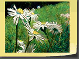 D'autres marguerites, Pastel 30x40