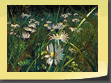 Les dernières marguerites. Pastel 40x30