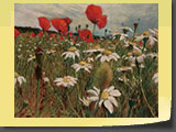 Marguerites et Coquelicots Pastel 40x30