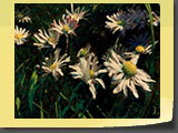 Quelques marguerites. Pastel 40x30