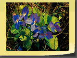 Violettes. Pastel 40x30